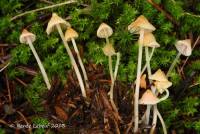 Mycena adonis var. adonis image