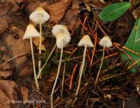 Mycena adonis var. adonis image