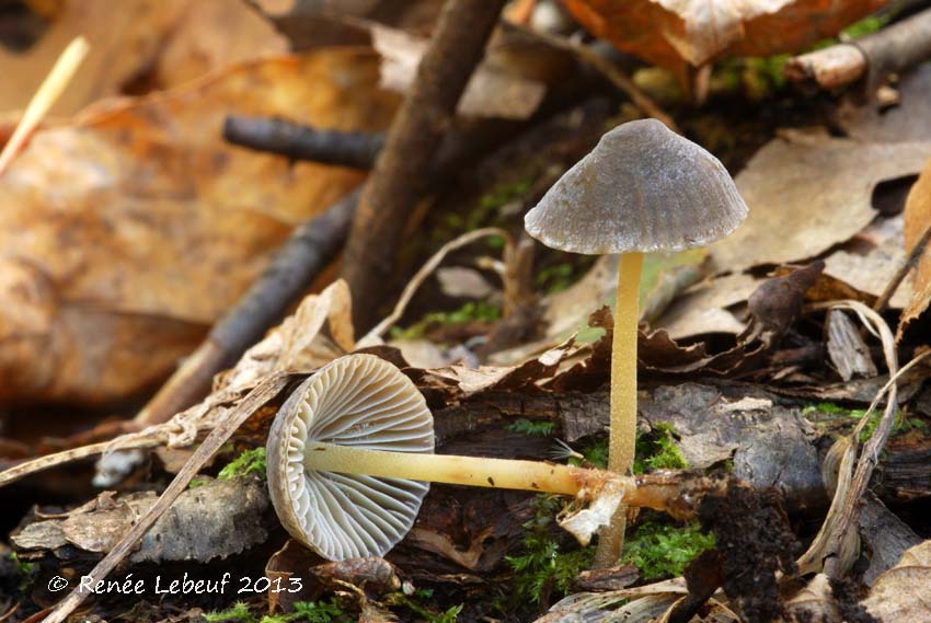 Mycena griseoviridis image