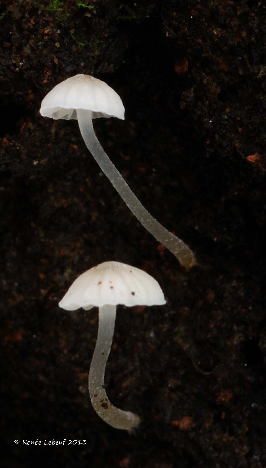 Phloeomana hiemalis image