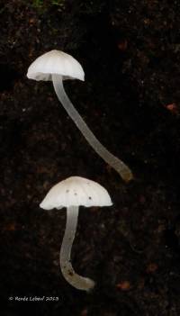 Image of Mycena hiemalis