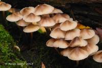 Mycena inclinata image