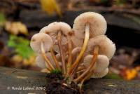 Mycena inclinata image