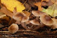 Mycena inclinata image