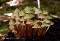 Mycena inclinata image