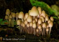 Mycena inclinata image