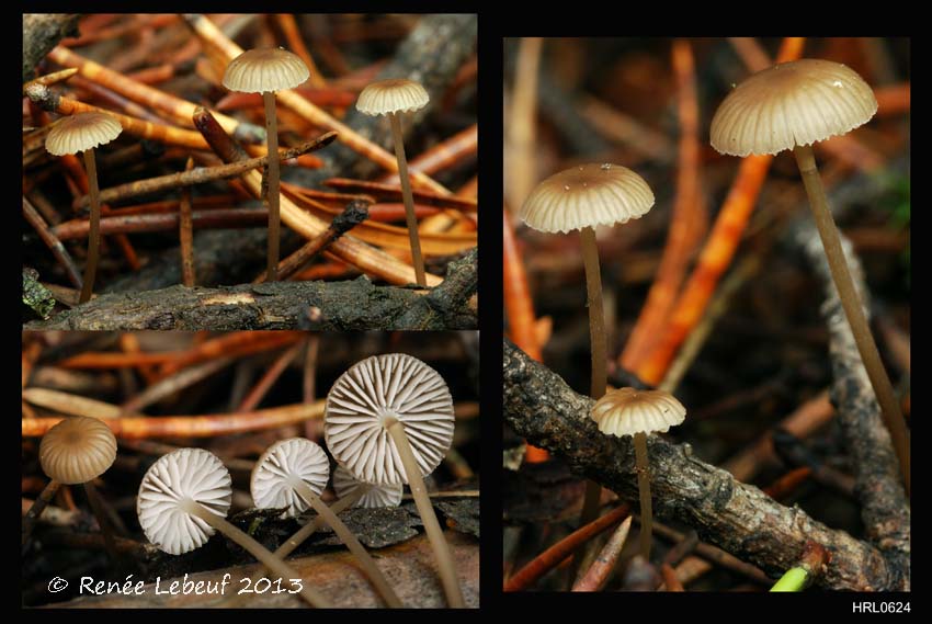 Mycena latifolia image