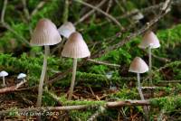 Mycena leptocephala image