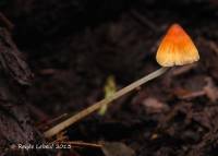 Mycena leptophylla image