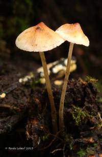 Image of Mycena leptophylla