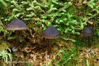 Mycena maculata image