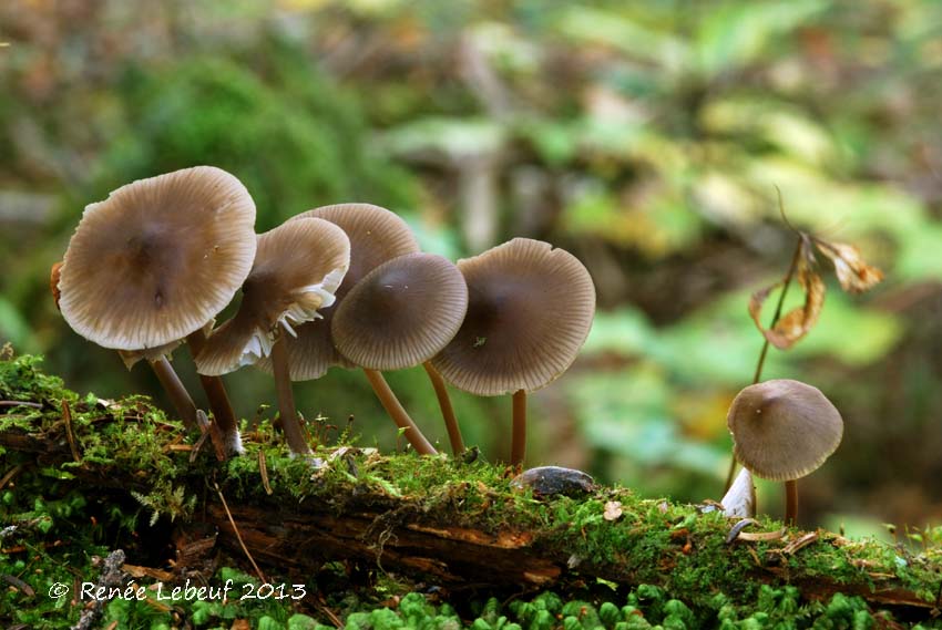 Mycena maculata image