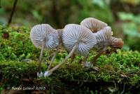 Mycena maculata image