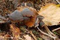 Mycena maculata image