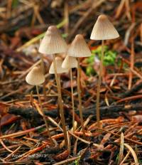 Mycena metata image