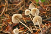 Mycena metata image