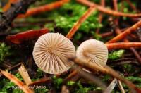 Mycena metata image