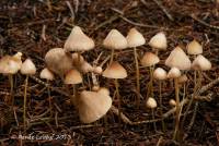 Mycena metata image