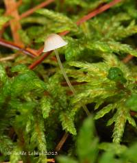 Mycena metata image