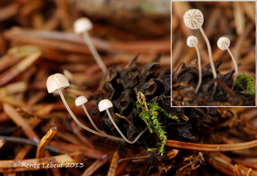 Mycena mirata image