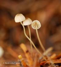 Mycena mirata image