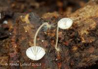 Mycena mirata image