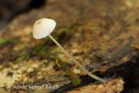 Mycena mirata image