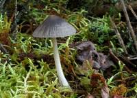 Mycena murina image