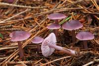 Mycena pura image