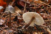 Mycena robusta image