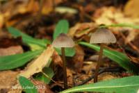 Mycena robusta image