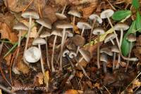 Mycena robusta image