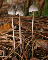 Mycena robusta image