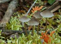 Mycena robusta image