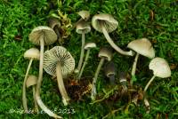 Mycena robusta image