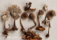 Mycena robusta image