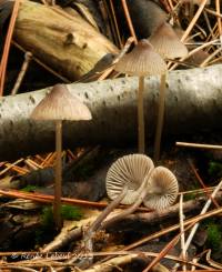 Mycena robusta image