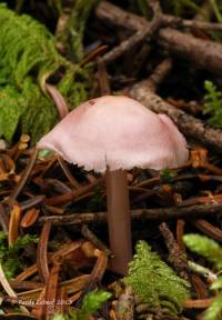 Mycena rosea image