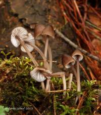 Mycena silvae-nigrae image