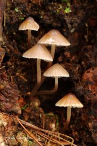 Mycena silvae-nigrae image