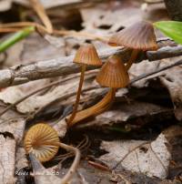 Mycena olivaceomarginata image