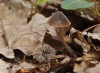 Mycena olivaceomarginata image