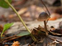 Mycena olivaceomarginata image