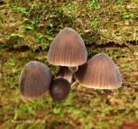 Mycena alnicola image