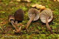 Mycena alnicola image