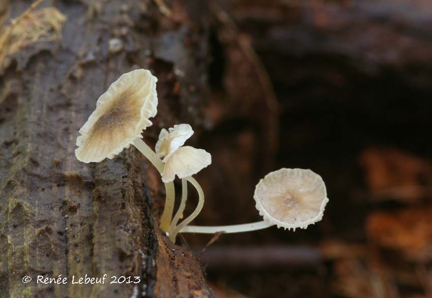 Mycena speirea image