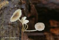 Image of Mycena speirea