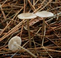 Mycena tenax image