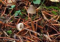 Mycena tenax image