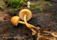 Pholiota pseudosiparia image